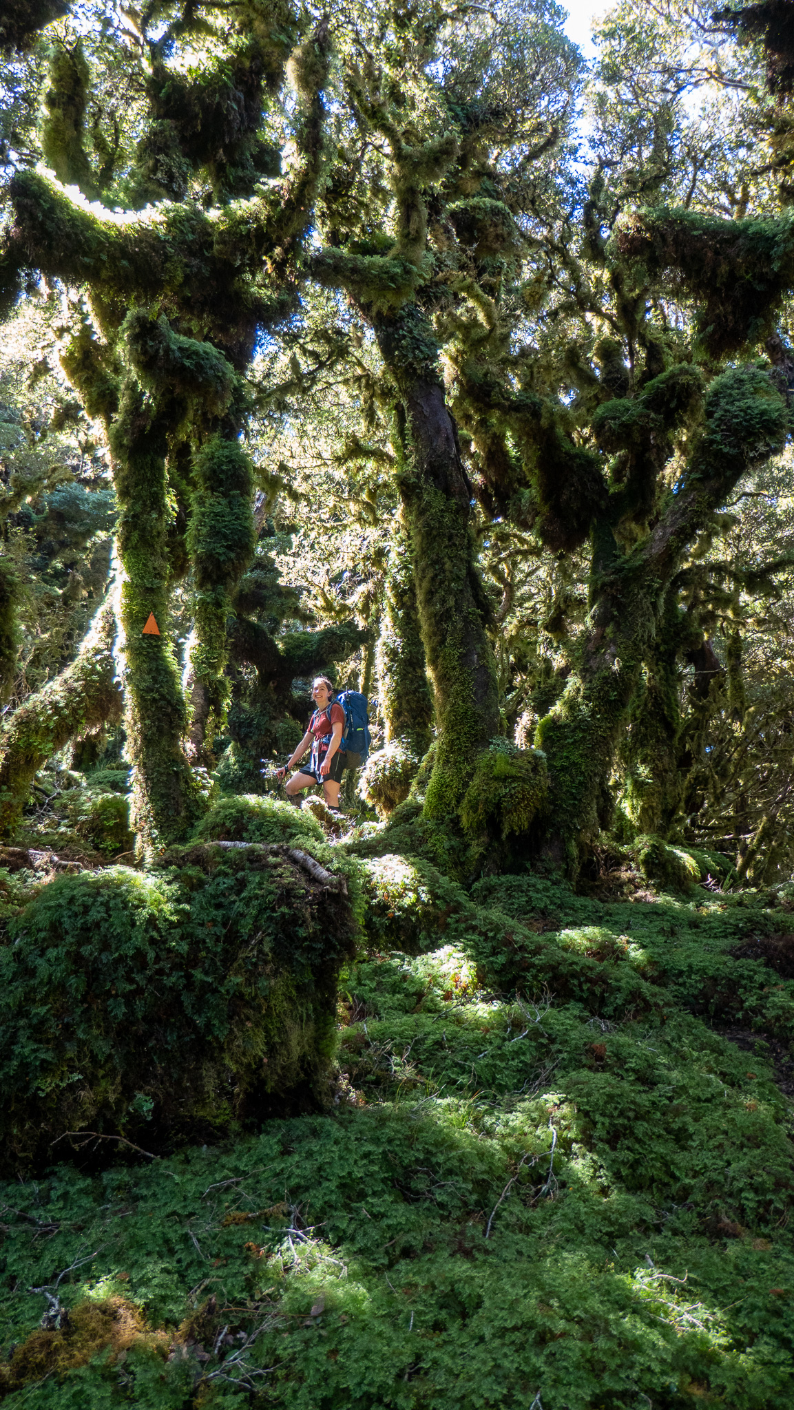 goblin forest elder ridge